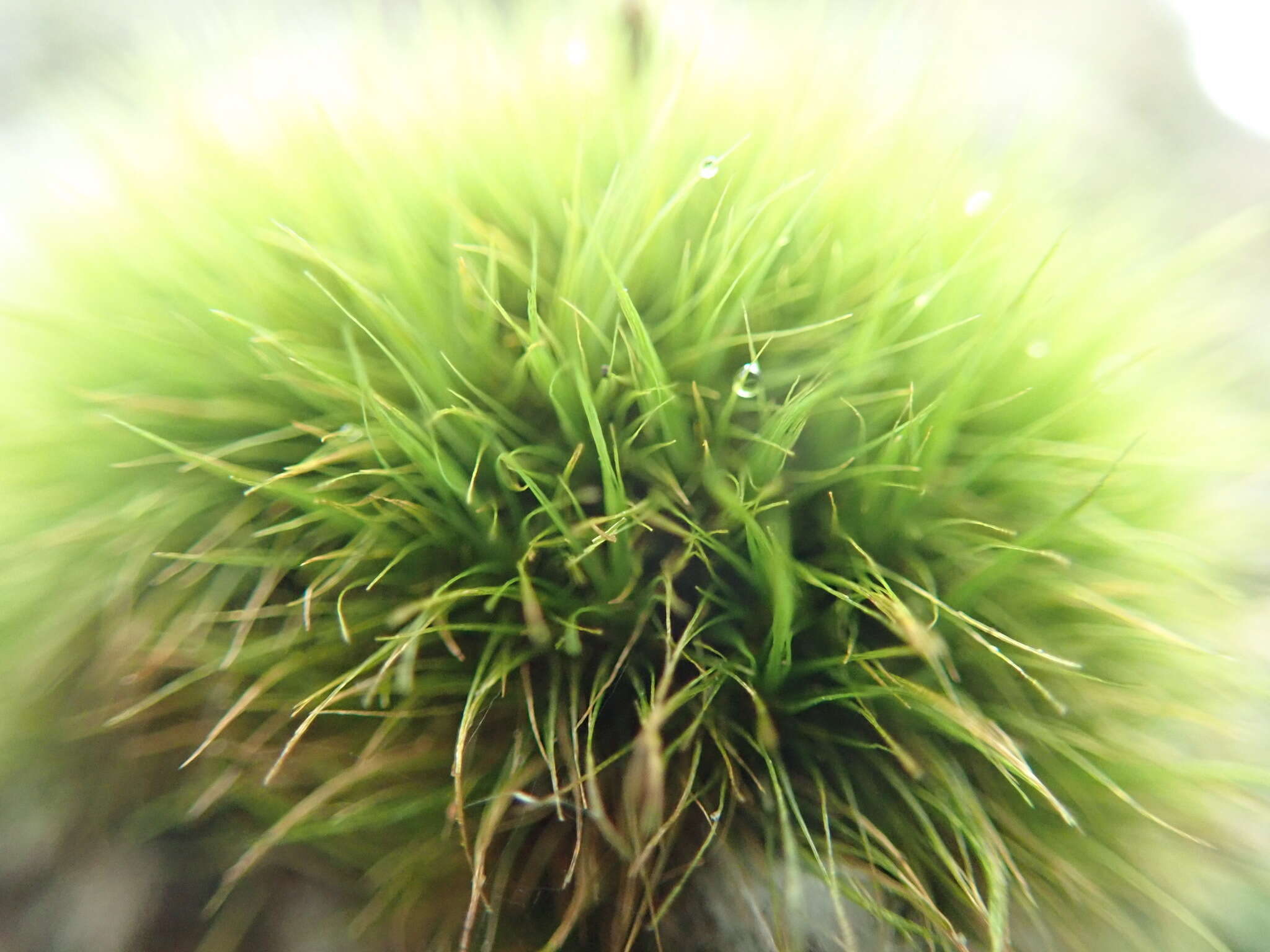 Image of dicranum moss