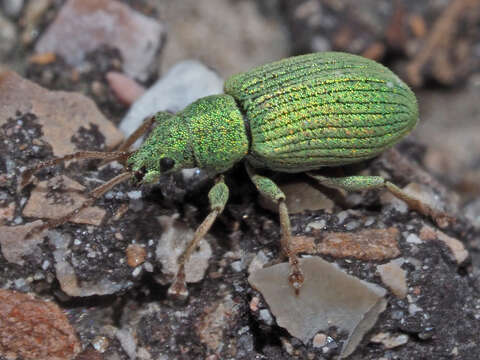 Image of Phyllobius (Subphyllobius) virideaeris (Laicharting 1781)