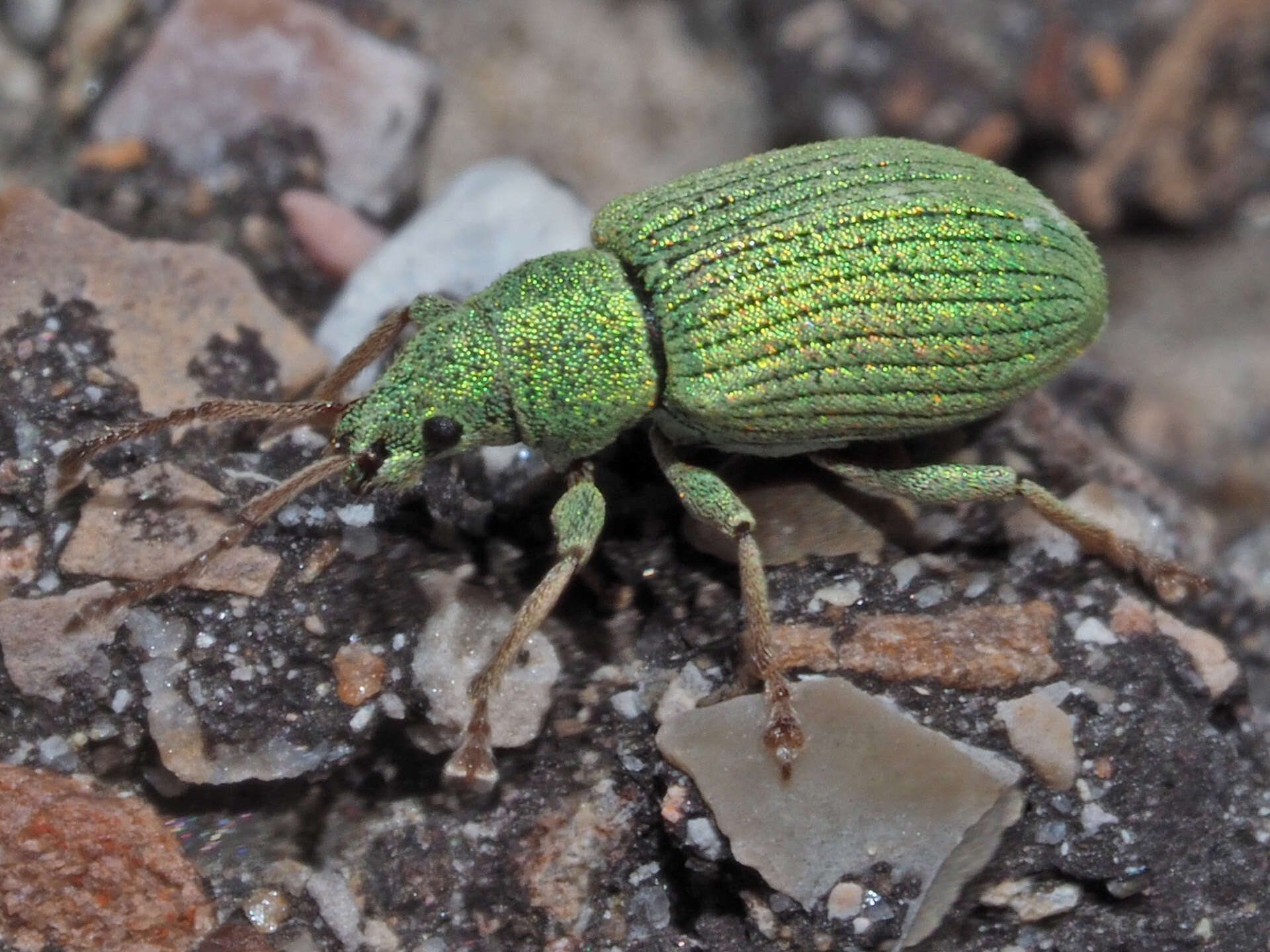 Image of Phyllobius (Subphyllobius) virideaeris (Laicharting 1781)