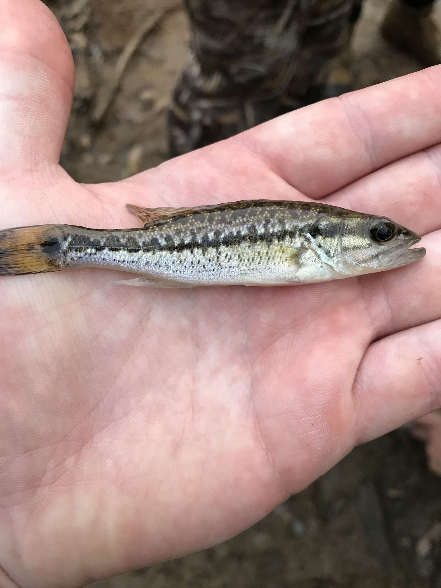 Image of Spotted bass