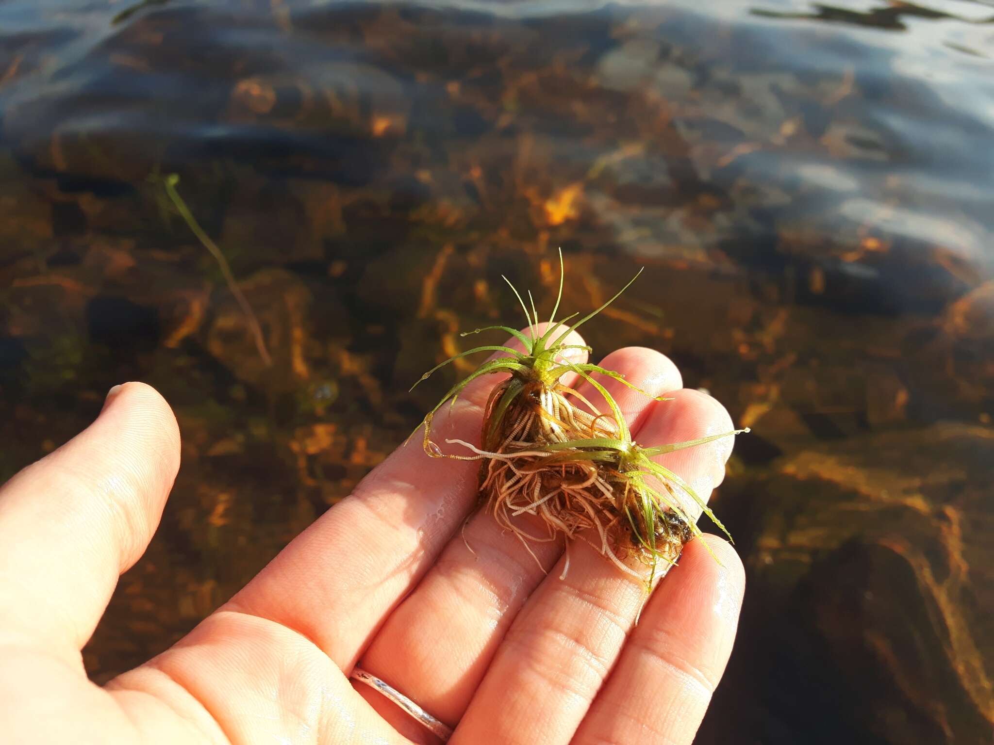 Eriocaulon aquaticum (Hill) Druce resmi