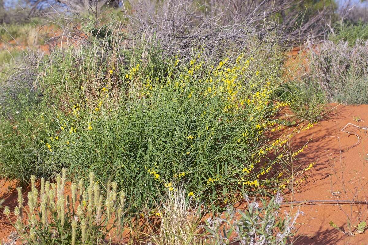 Imagem de Crotalaria eremaea F. Muell.