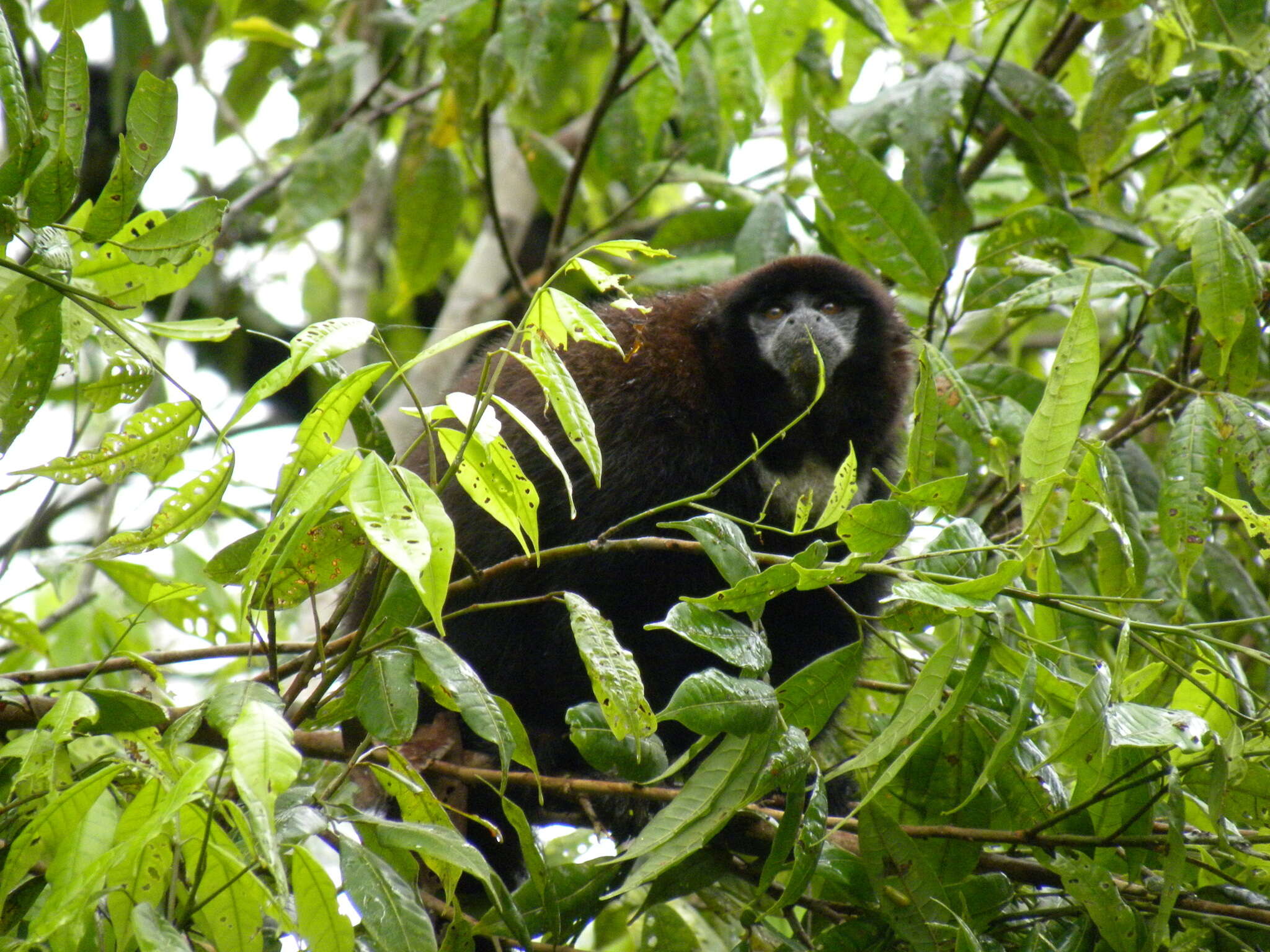 Image of Lucifer Titi