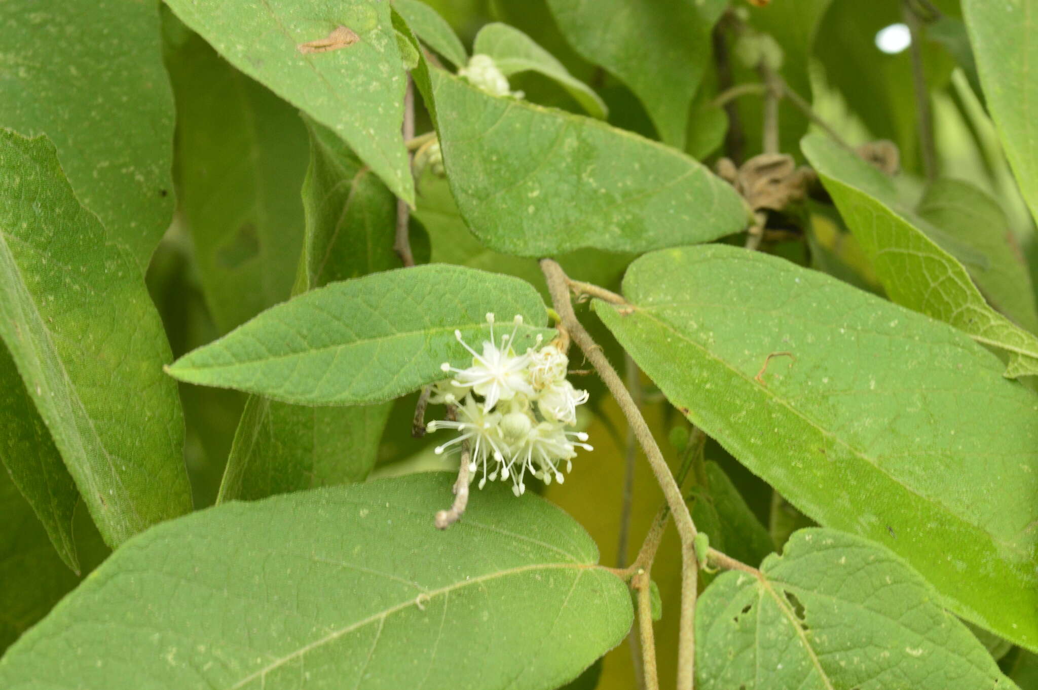 Image of Croton alamosanus Rose