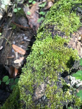 Image of isopterygium moss