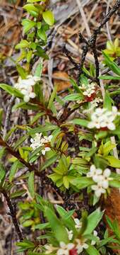 Image of Pimelea suteri T. Kirk