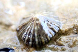 Image of Siphonaria diemenensis Quoy & Gaimard 1833