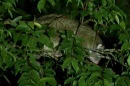 Image of Green Ringtail Possum