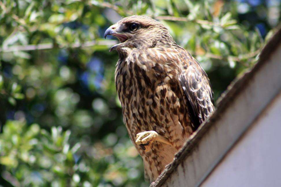 Image of Buteo lineatus elegans Cassin 1855