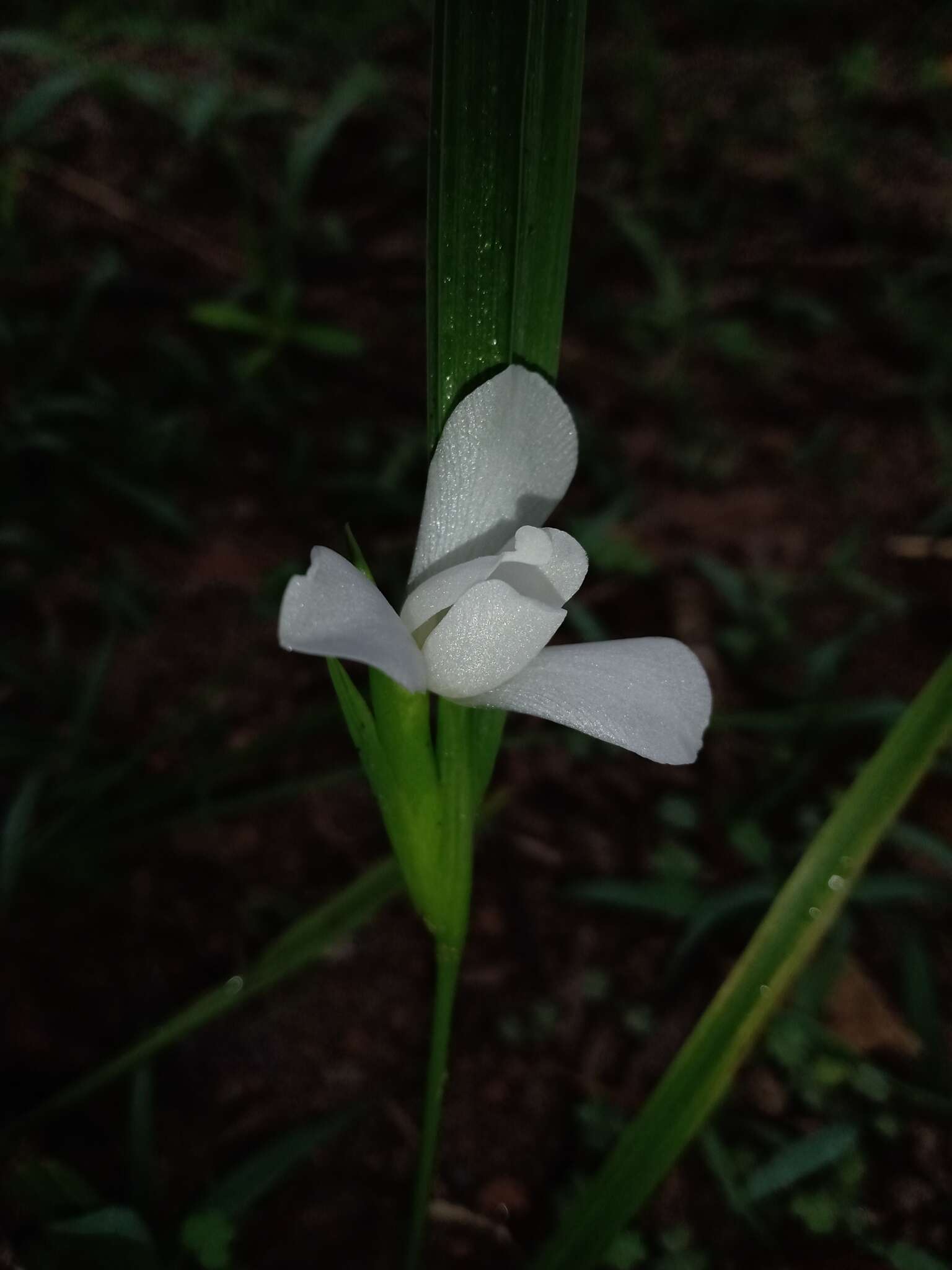 Image of Cipura campanulata Ravenna