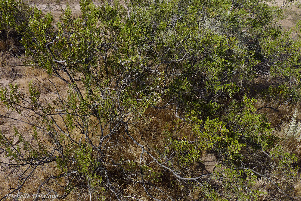 Image de Larrea cuneifolia Cav.