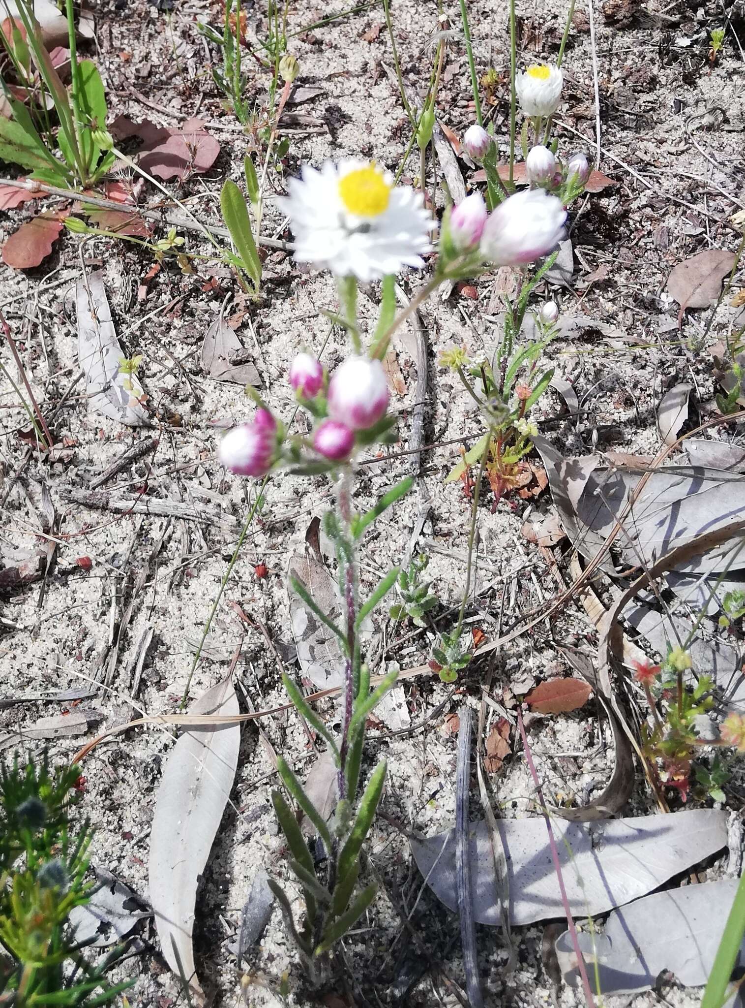 Image of Waitzia suaveolens (Benth.) Druce