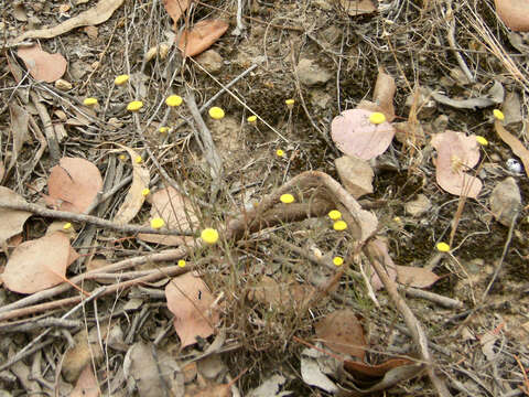 Image of Leptorhynchos tenuifolius F. Müll.