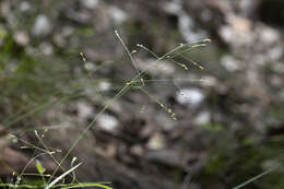 Image of Hairy Panic Grass