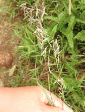 Image of Cymbopogon tortilis (J. Presl) A. Camus