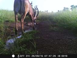 Image of Roan Antelope