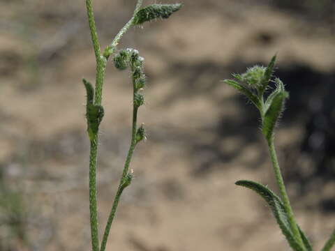 Plancia ëd Cryptantha dumetorum (Greene ex Gray) Greene