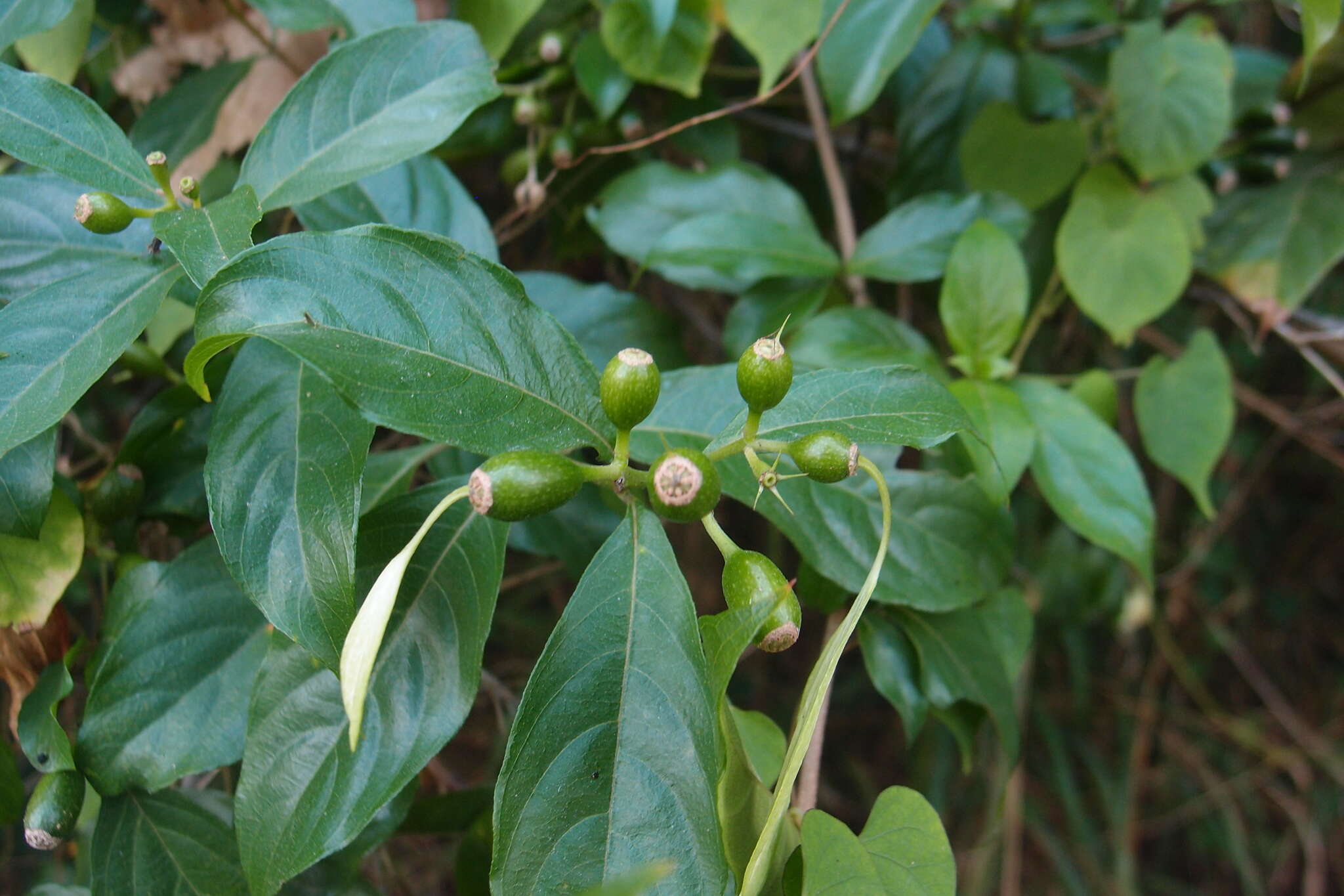 Image of Mussaenda parviflora Miq.