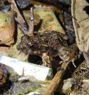 Image of Mababe river frog