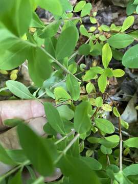 Image of Blueridge St. John's-Wort