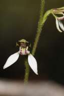 Eriochilus dilatatus Lindl.的圖片