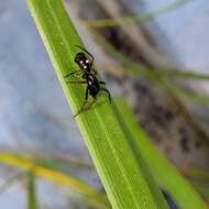 Image of Micrathena schenkeli Mello-Leitão 1939