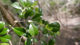 Erythroxylum coffeifolium Baill.的圖片