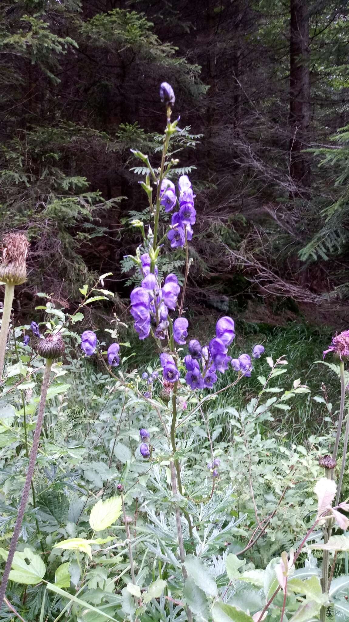 Imagem de Aconitum plicatum Koehler ex Reichb.