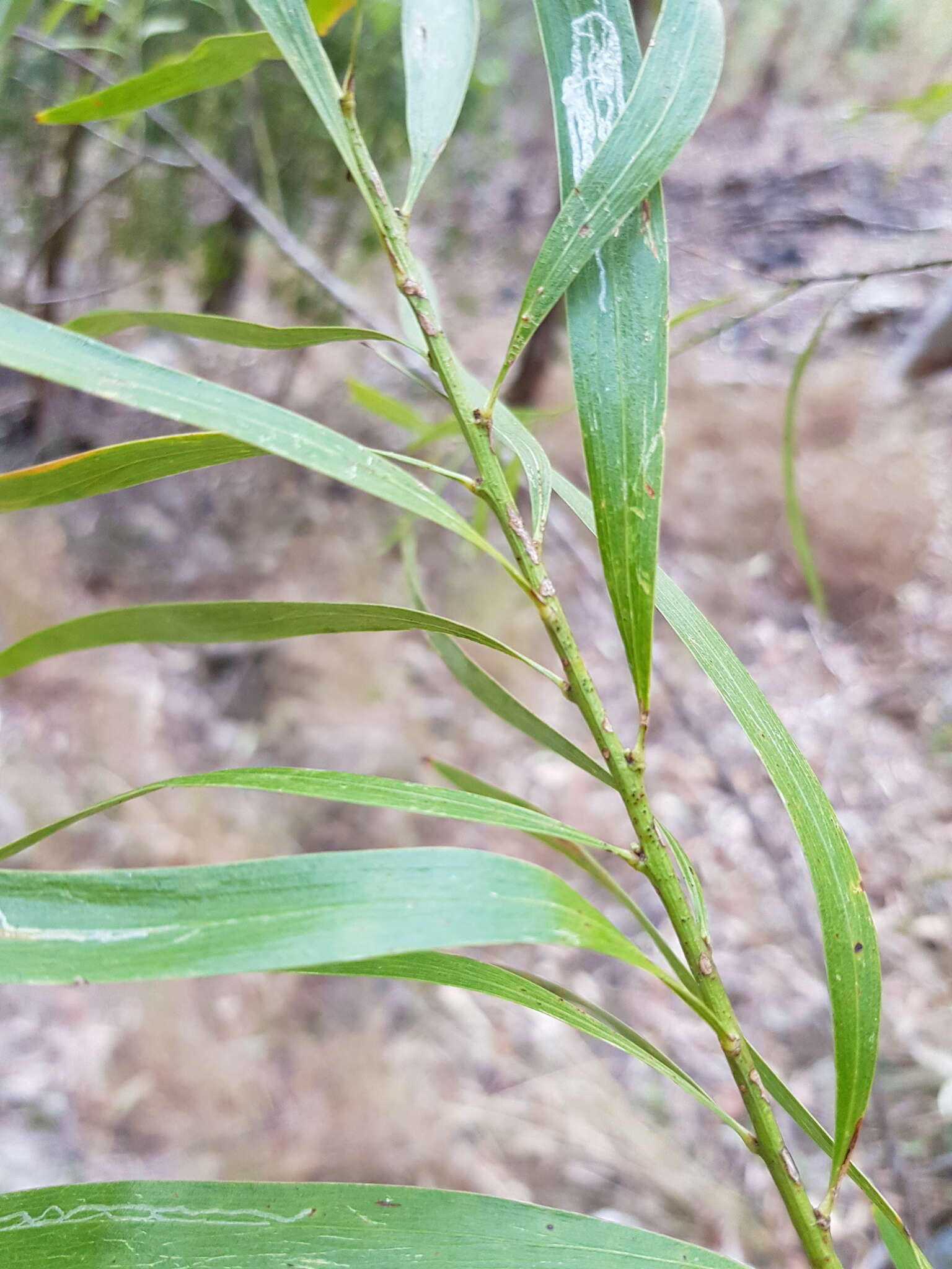 Imagem de Daviesia arborea W. Hill