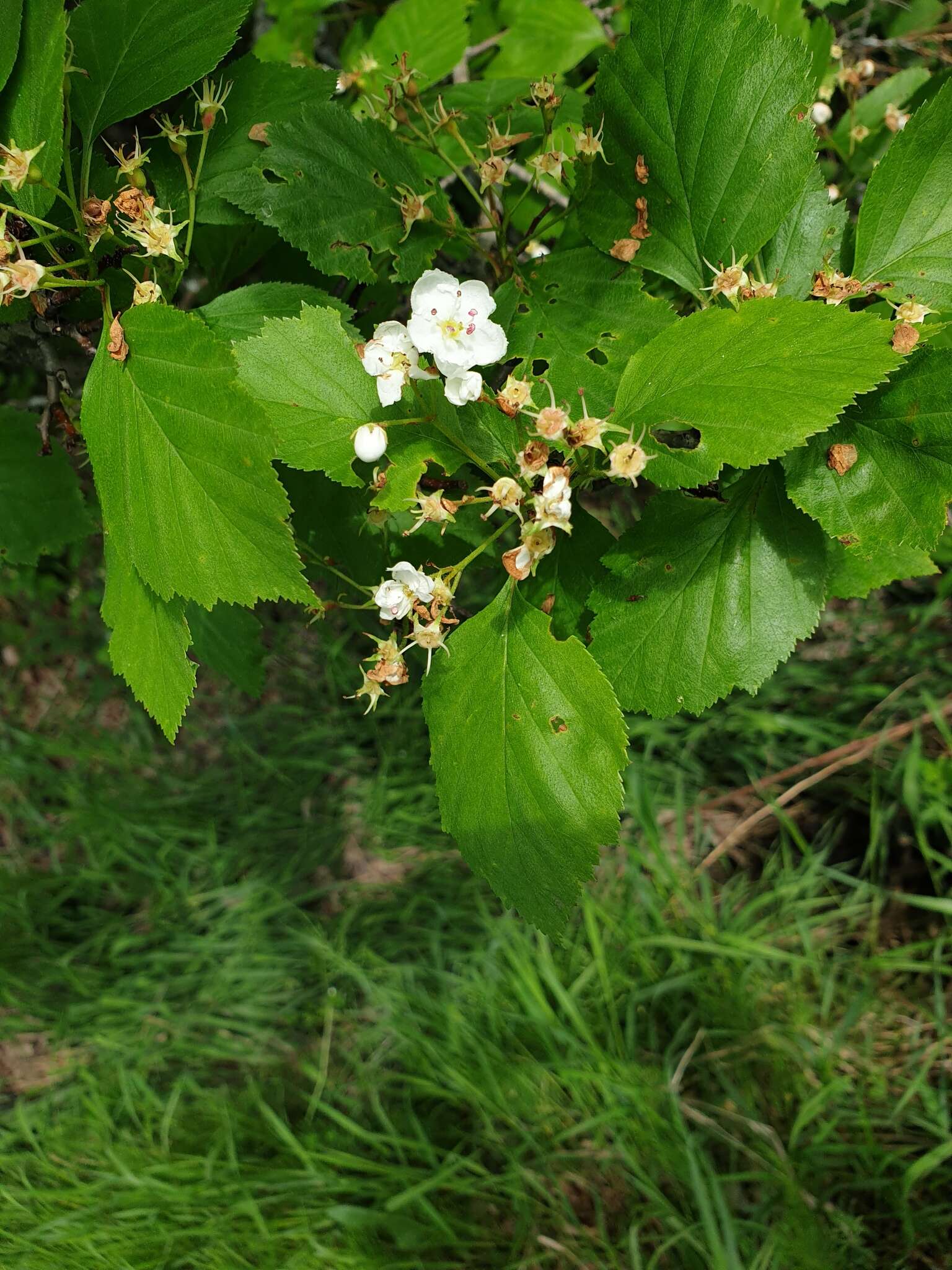 Plancia ëd Crataegus scabrida Sarg.