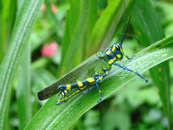 Image of Chromacris psittacus (Gerstaecker 1873)