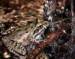 Image of Gray's Stream Frog