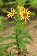 Image of Arnica sachalinensis (Regel) A. Gray