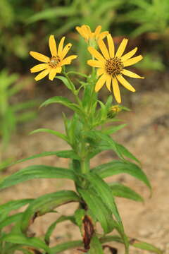 Image of Arnica sachalinensis (Regel) A. Gray