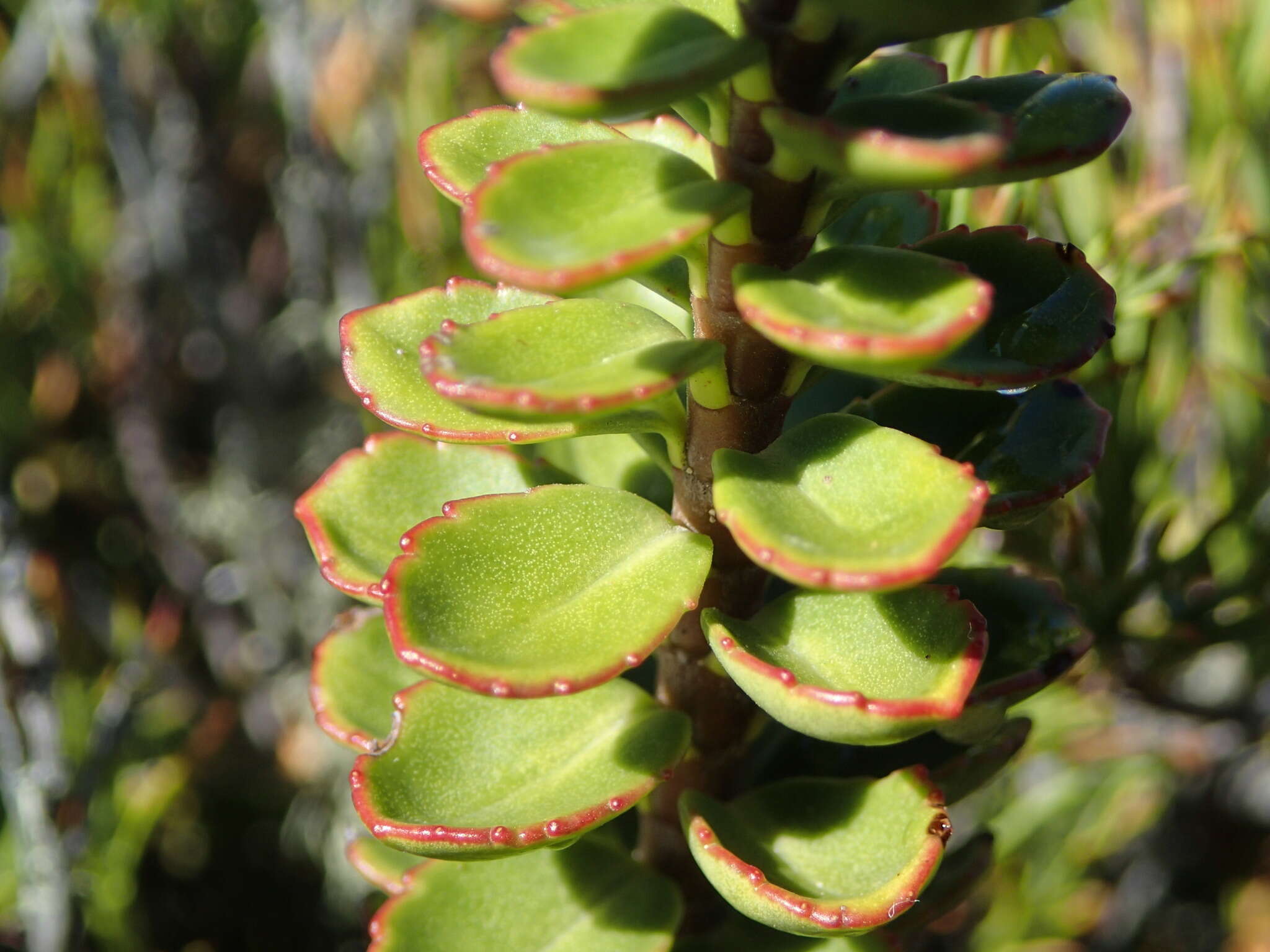 Image of Veronica macrantha var. brachyphylla Cheesem.