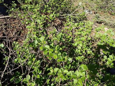 Image of Alnus alnobetula subsp. suaveolens (Req.) Lambinon & Kerguélen