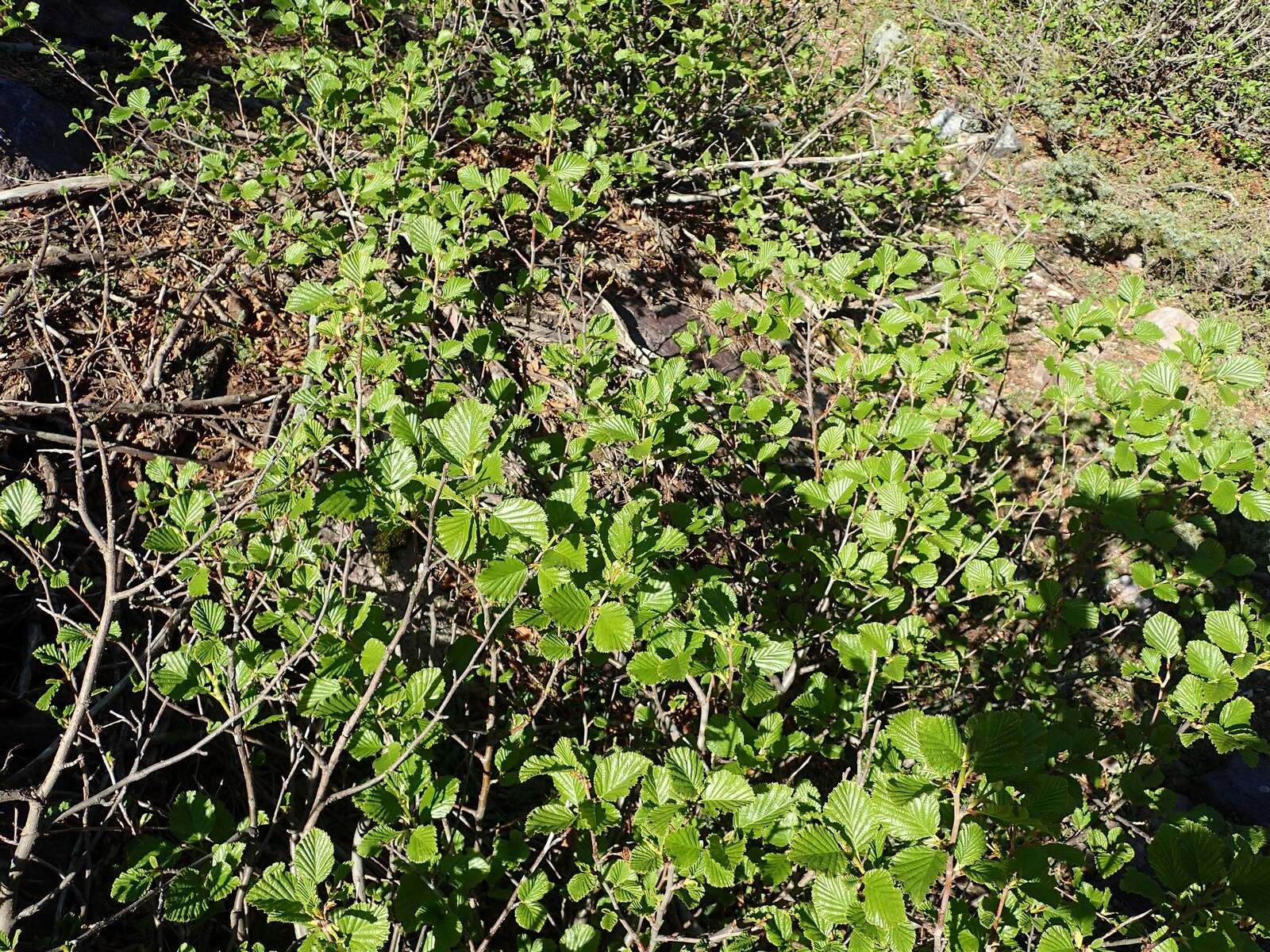 Sivun Alnus alnobetula subsp. suaveolens (Req.) Lambinon & Kerguélen kuva