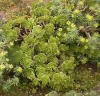 Aeonium balsamiferum Webb & Berth. resmi