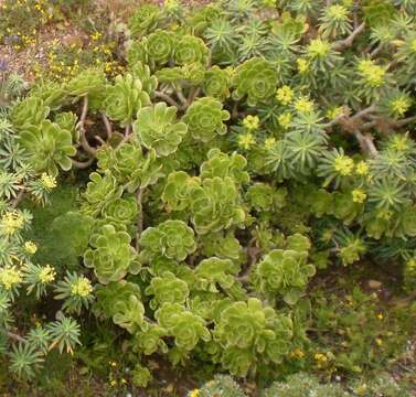 Image of Aeonium balsamiferum Webb & Berth.