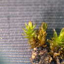 Image of Orthotrichum macrocephalum F. Lara, Garilleti & Mazimpaka 1994