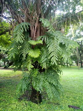 Image of creeping golden polypody