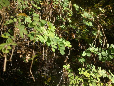 Hippocrepis emerus subsp. emeroides (Boiss. & Spruner) Lassen resmi