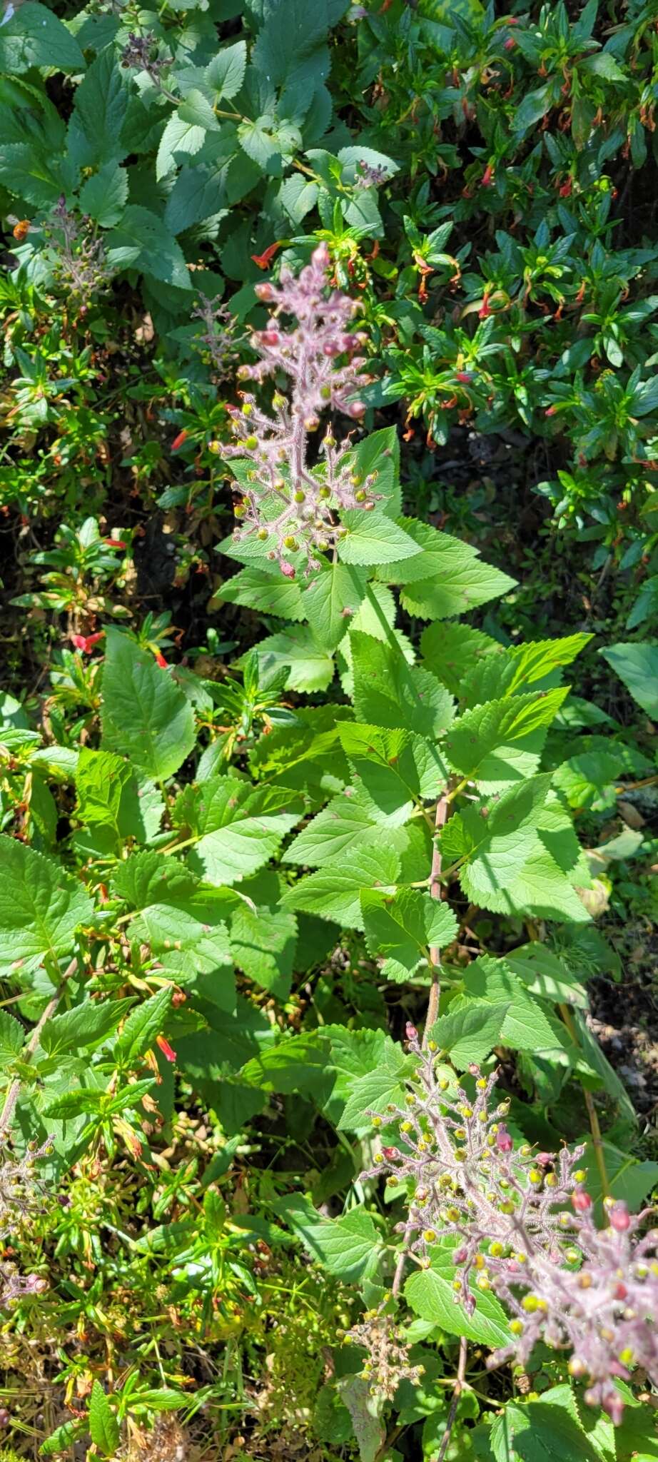 Imagem de Scrophularia villosa Pennell ex Millsp. & Nuttall