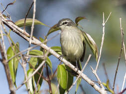 Image of Venezuelan Tyrannulet