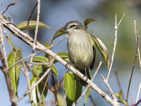 Image of Venezuelan Tyrannulet