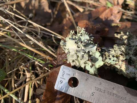 Image of Arnold's parmotrema lichen