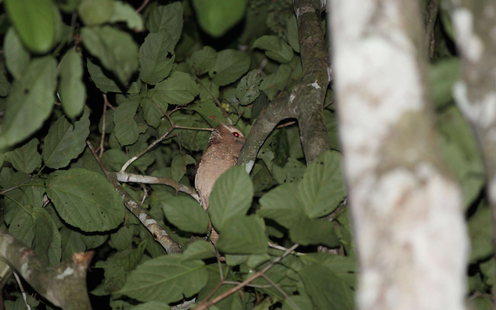 Image of Large Frogmouth