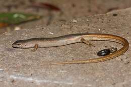 Image of Southern Weasel Skink