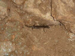 Image of Supramonte Cave Salamander