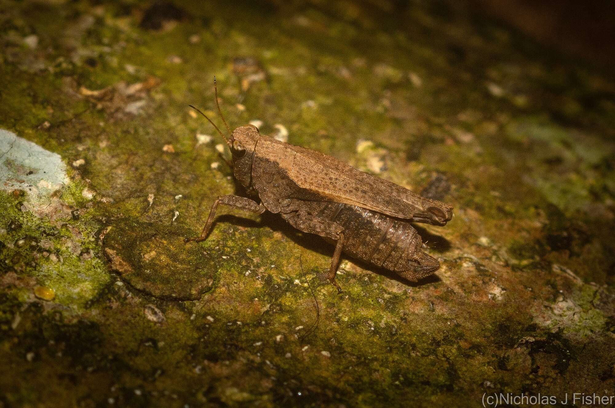 Image of Tetrix irrupta (Bolívar & I. 1887)